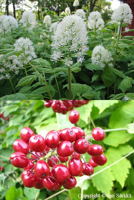 Actaea rubra